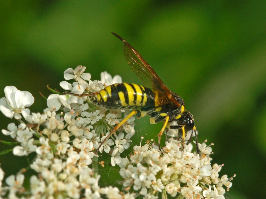 Due Tenthtredinidae - forse - da identificare